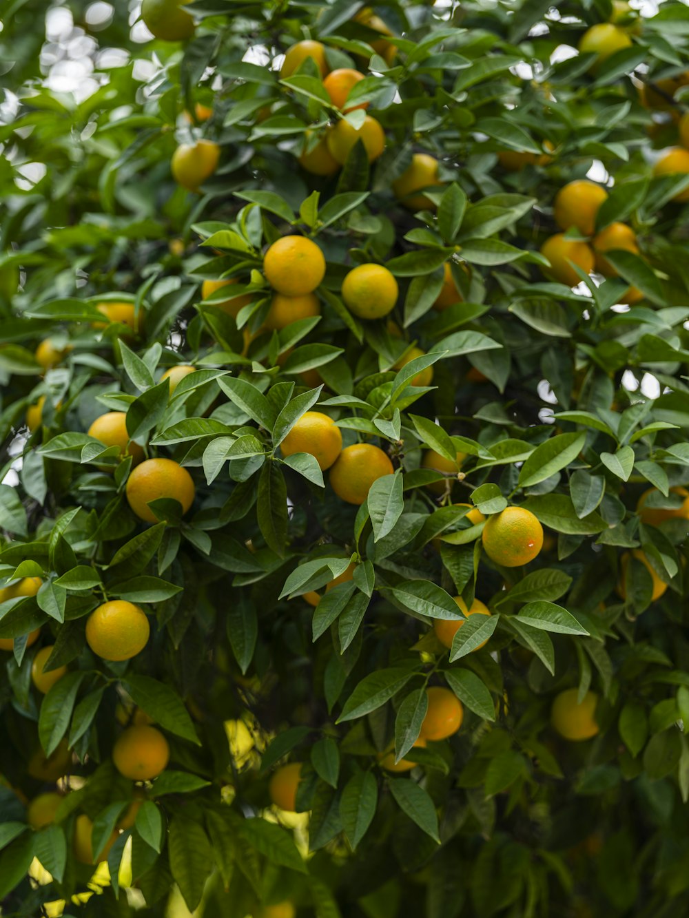 a tree filled with lots of ripe oranges