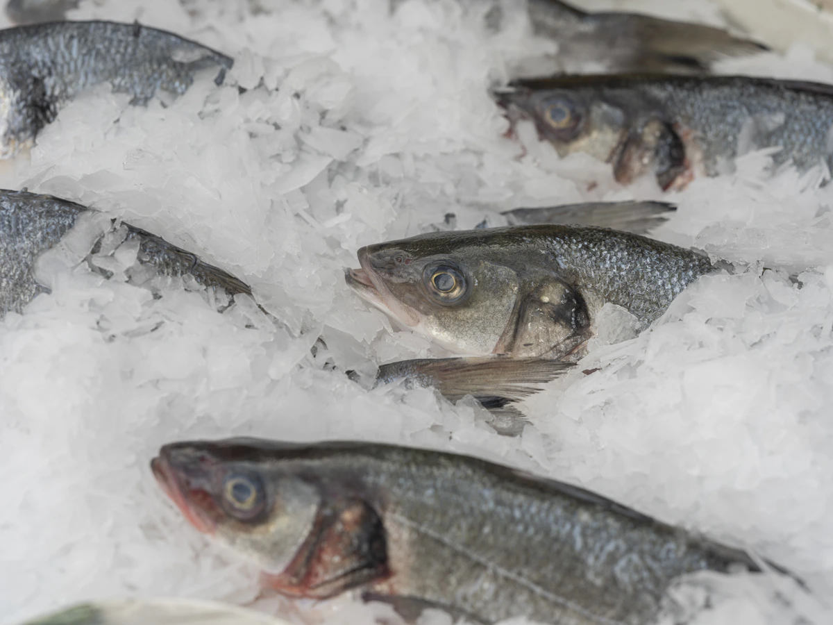 Whole silver fish arranged on ice