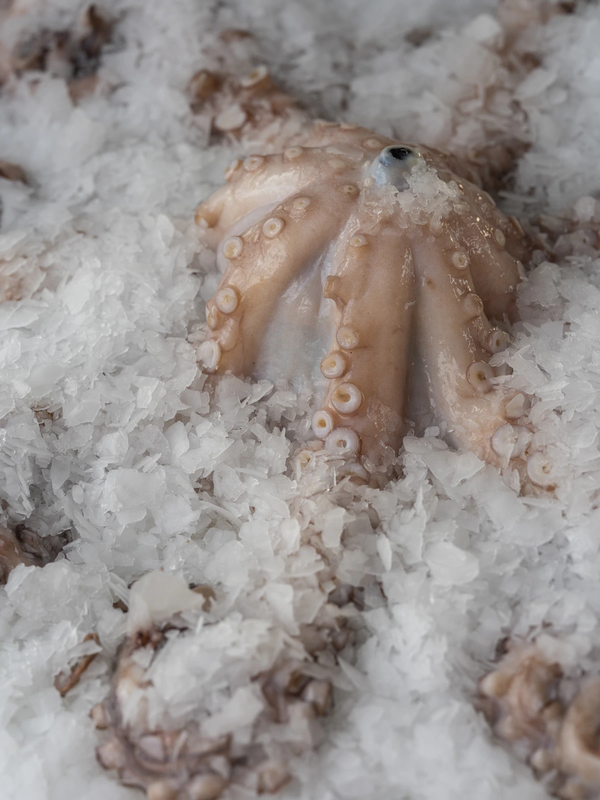 Raw octopus on crushed ice