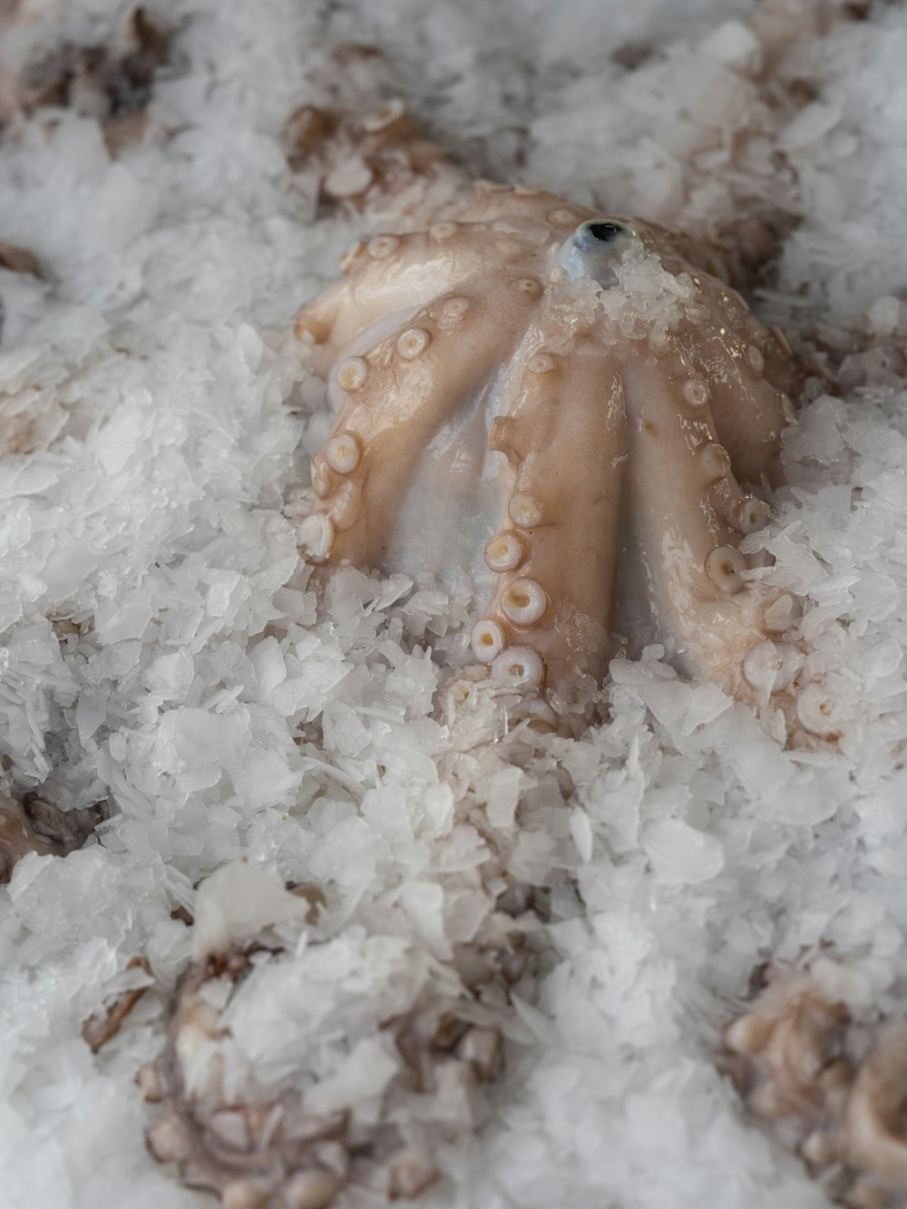 a close up of an octopus on a bed of ice