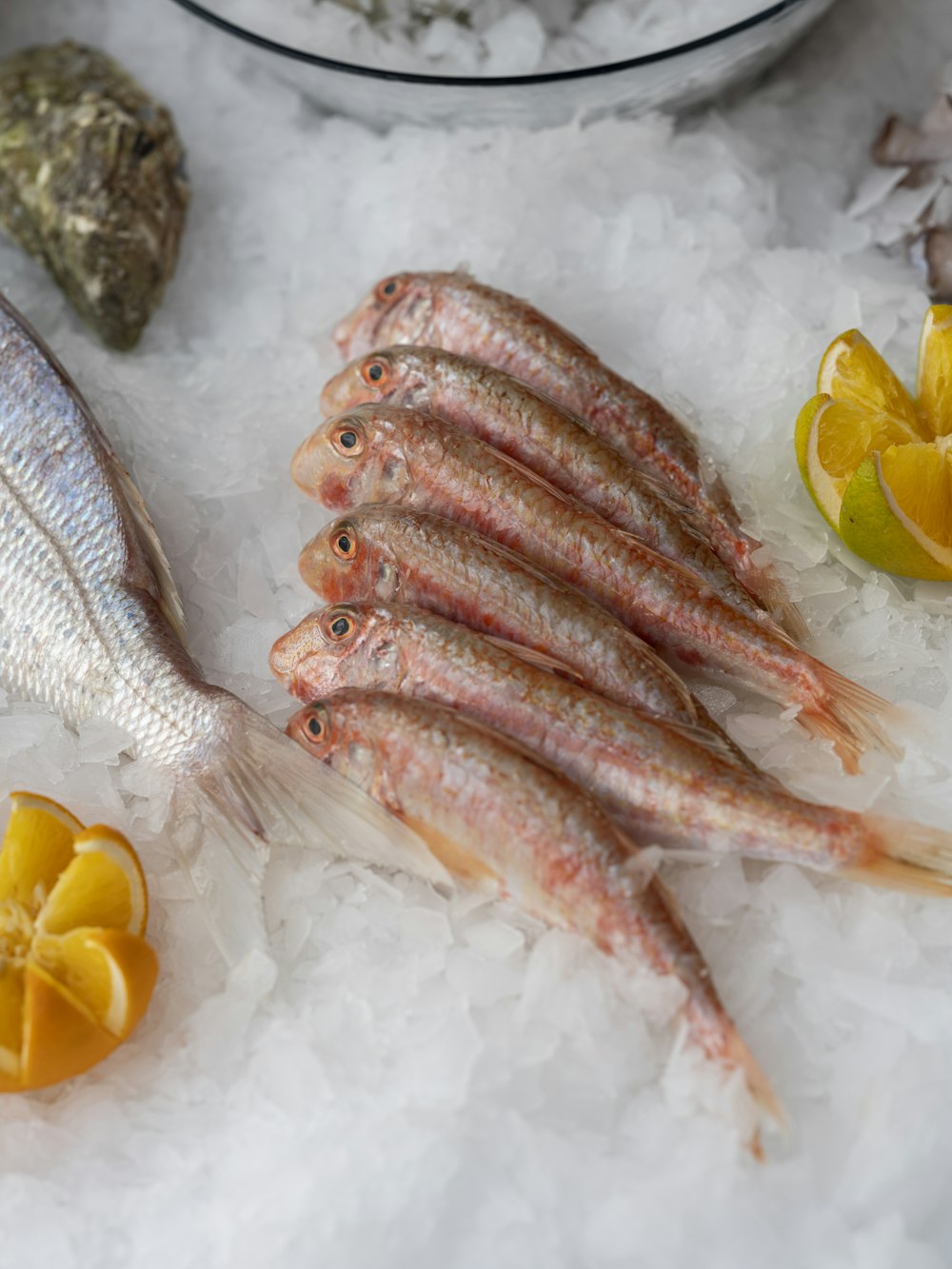 Un grupo de peces sentados encima de una pila de hielo