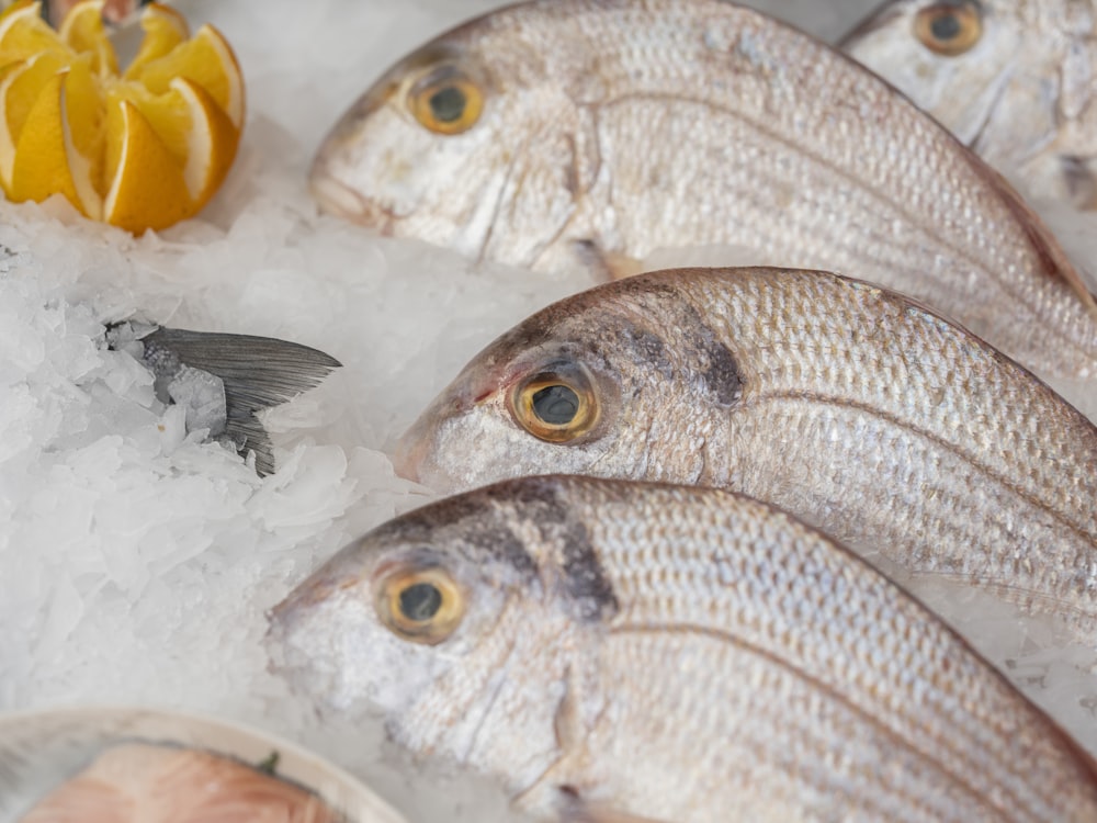 a group of fish sitting on top of a pile of ice