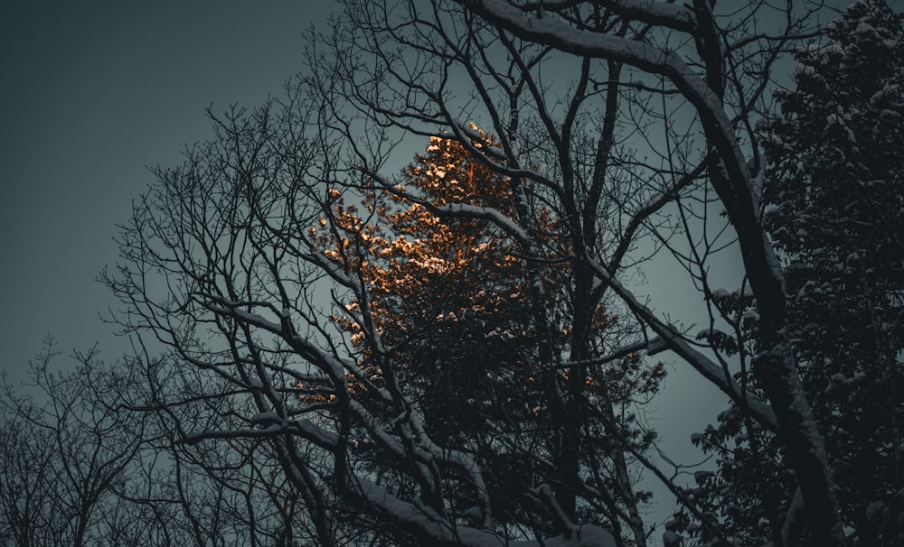 a tall tree covered in snow next to a forest