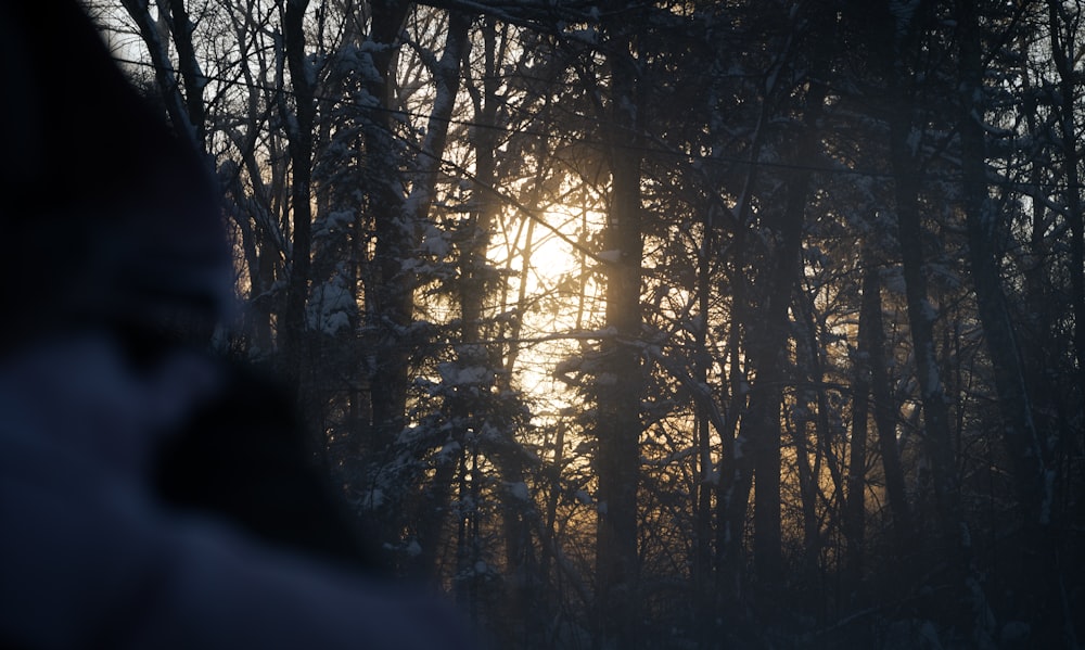 the sun is shining through the trees in the woods