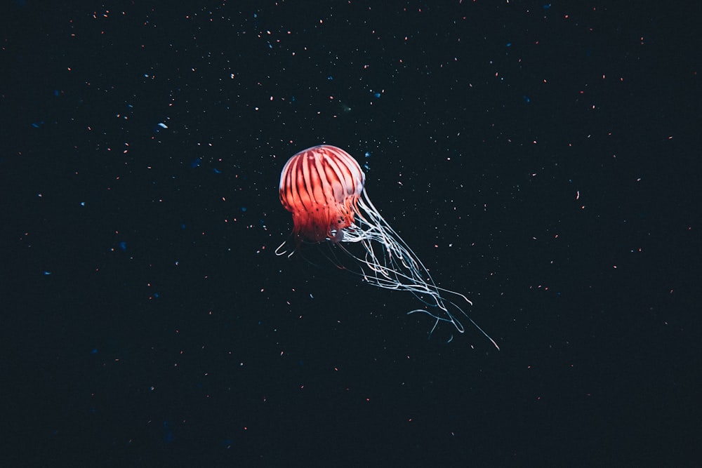 a jellyfish floating in the air at night