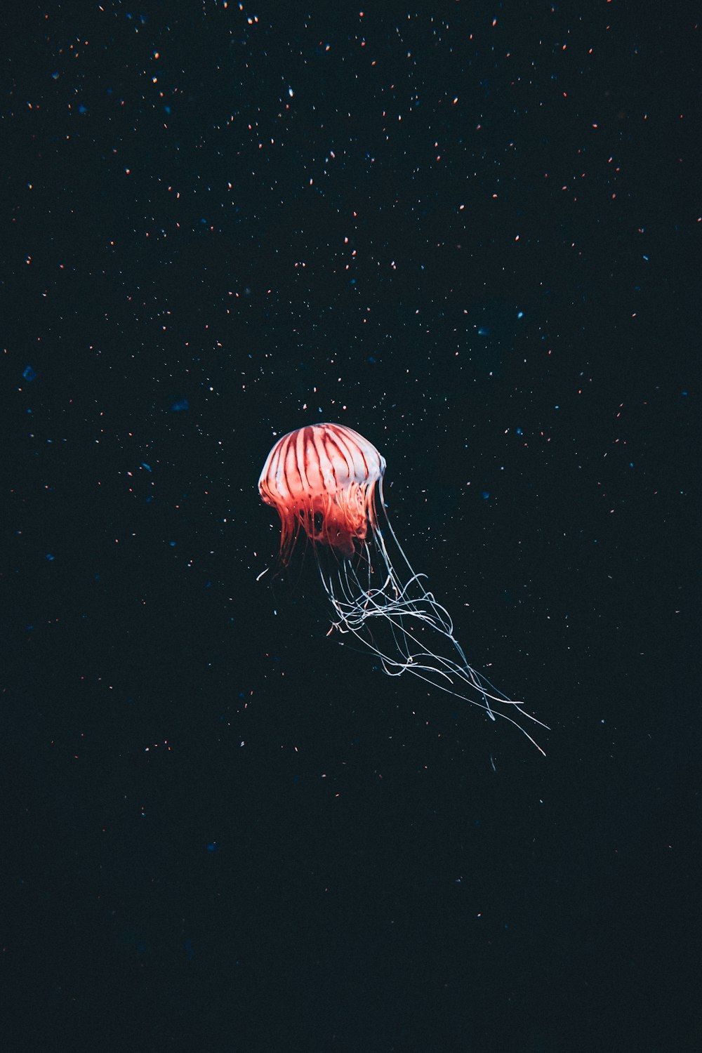 a jellyfish floating in the air at night