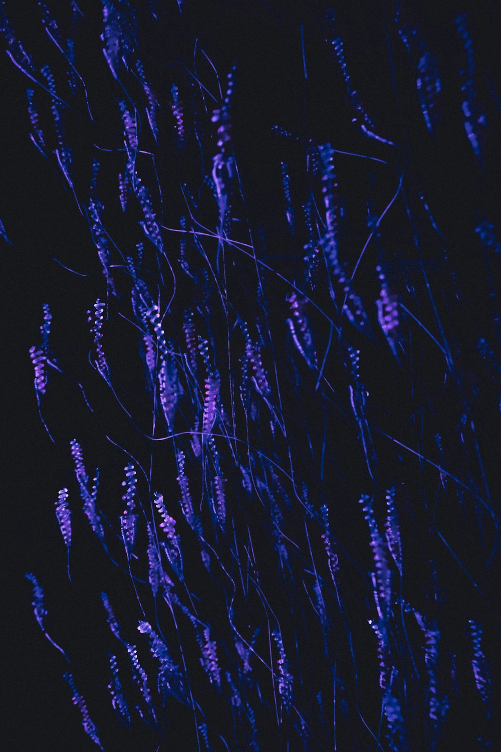 a bunch of purple flowers in the dark