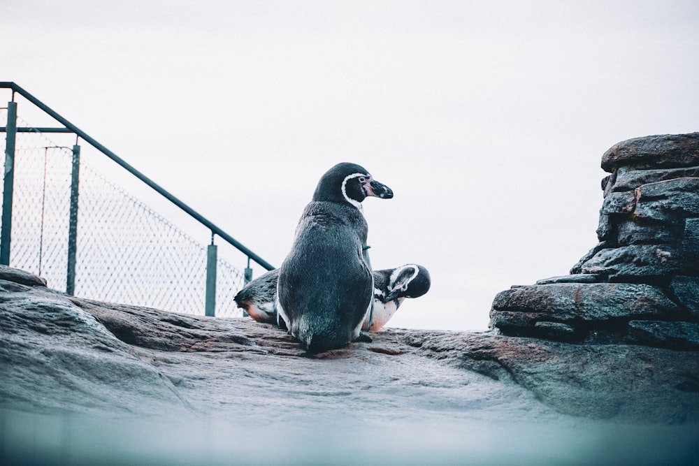 a penguin sitting on top of a rock next to a fence