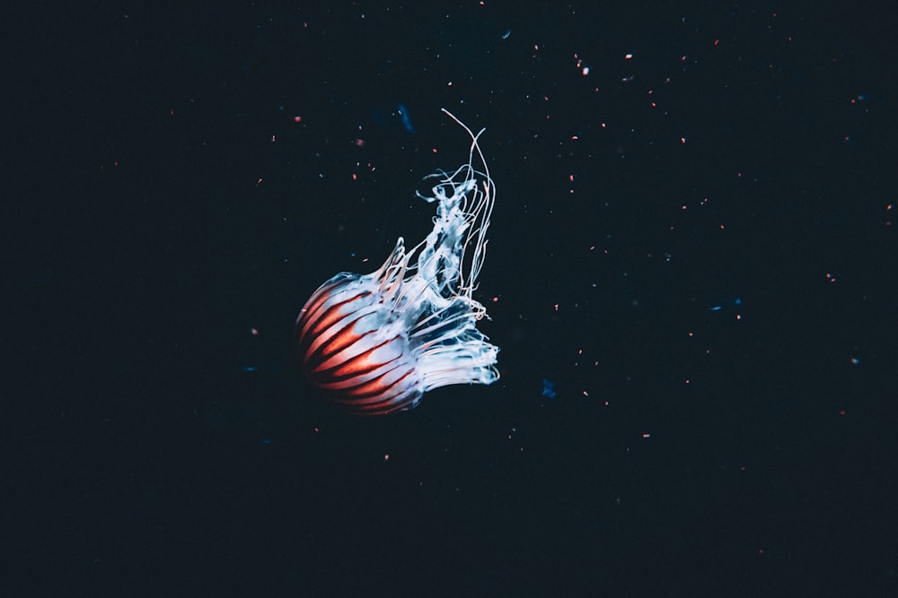 a jellyfish is floating in the dark water