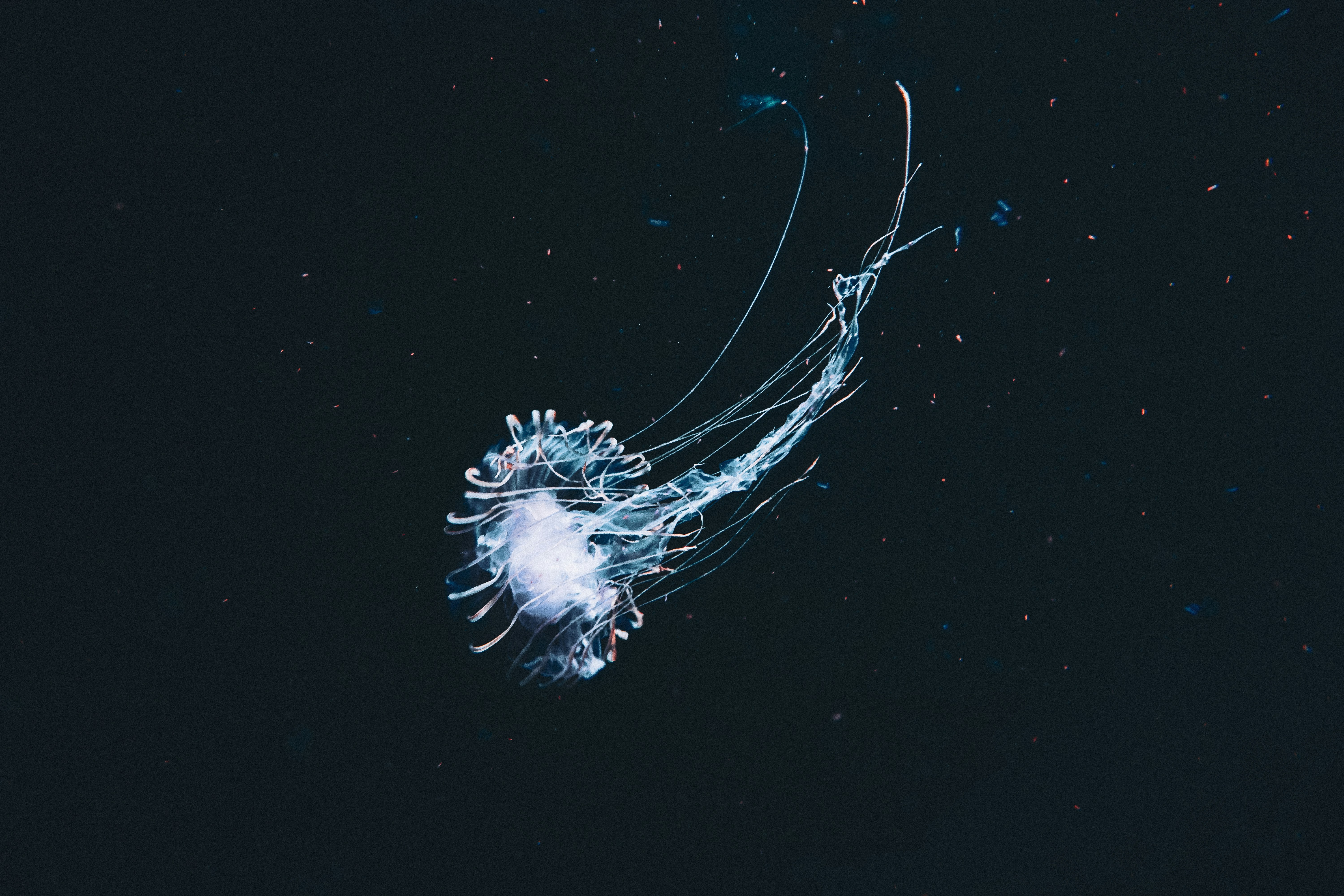Jellyfish floating in dark water