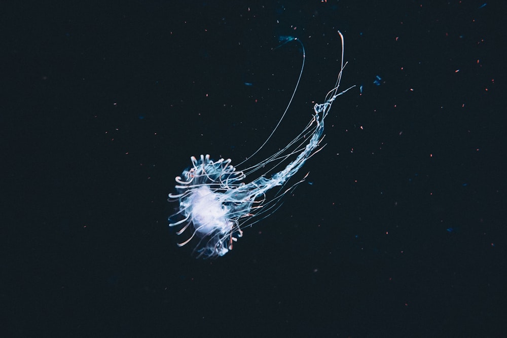 a jellyfish is floating in the dark water