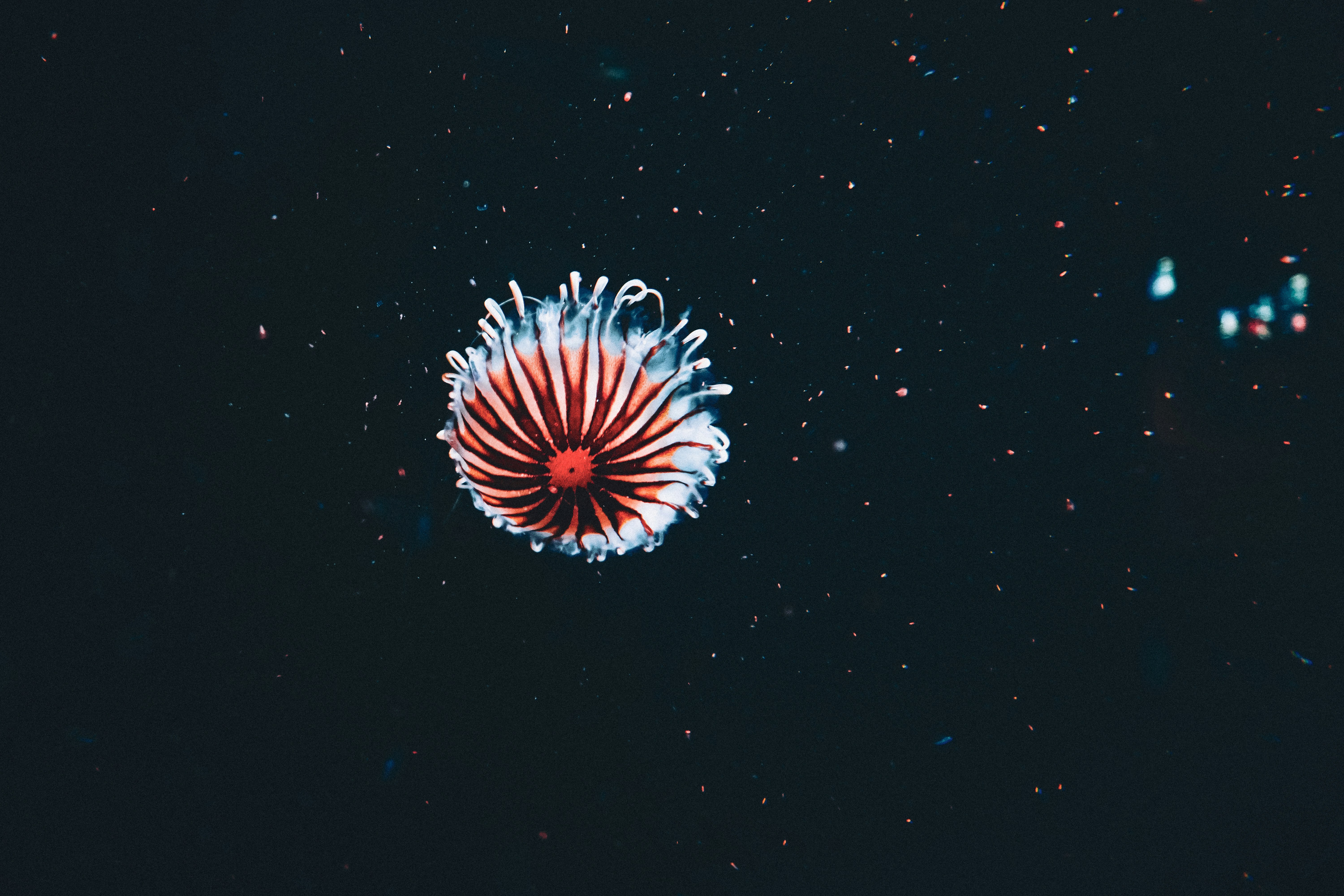 a red, white and blue flower in the dark, 