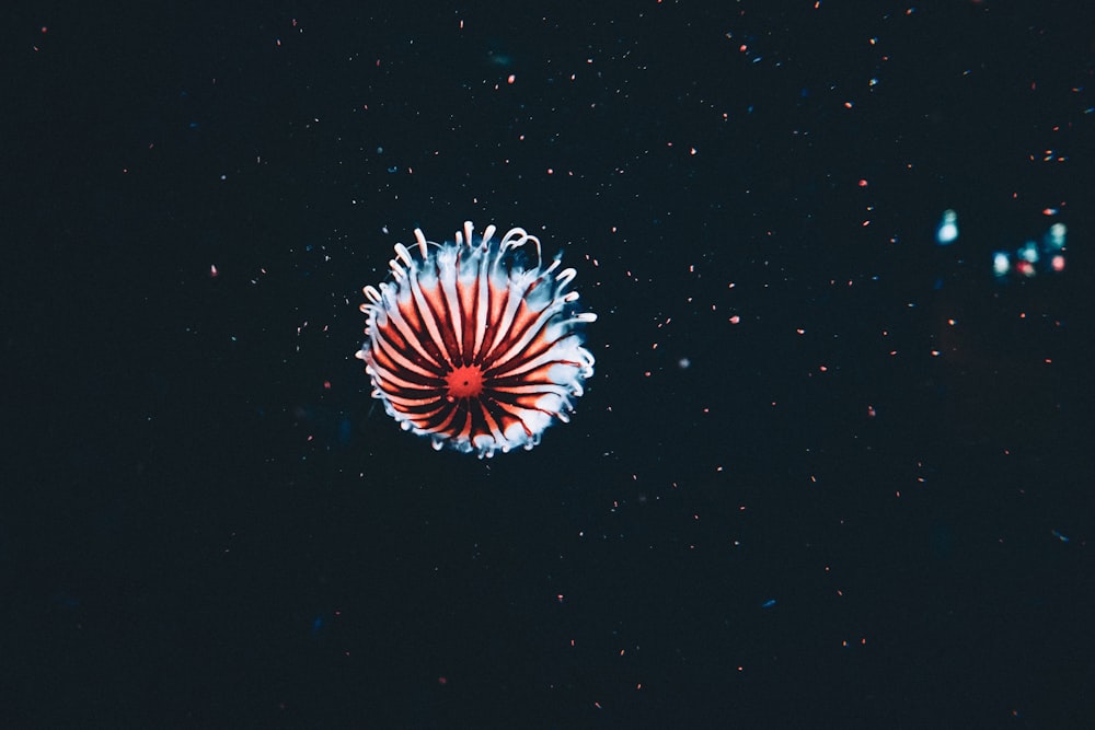a red, white and blue flower in the dark