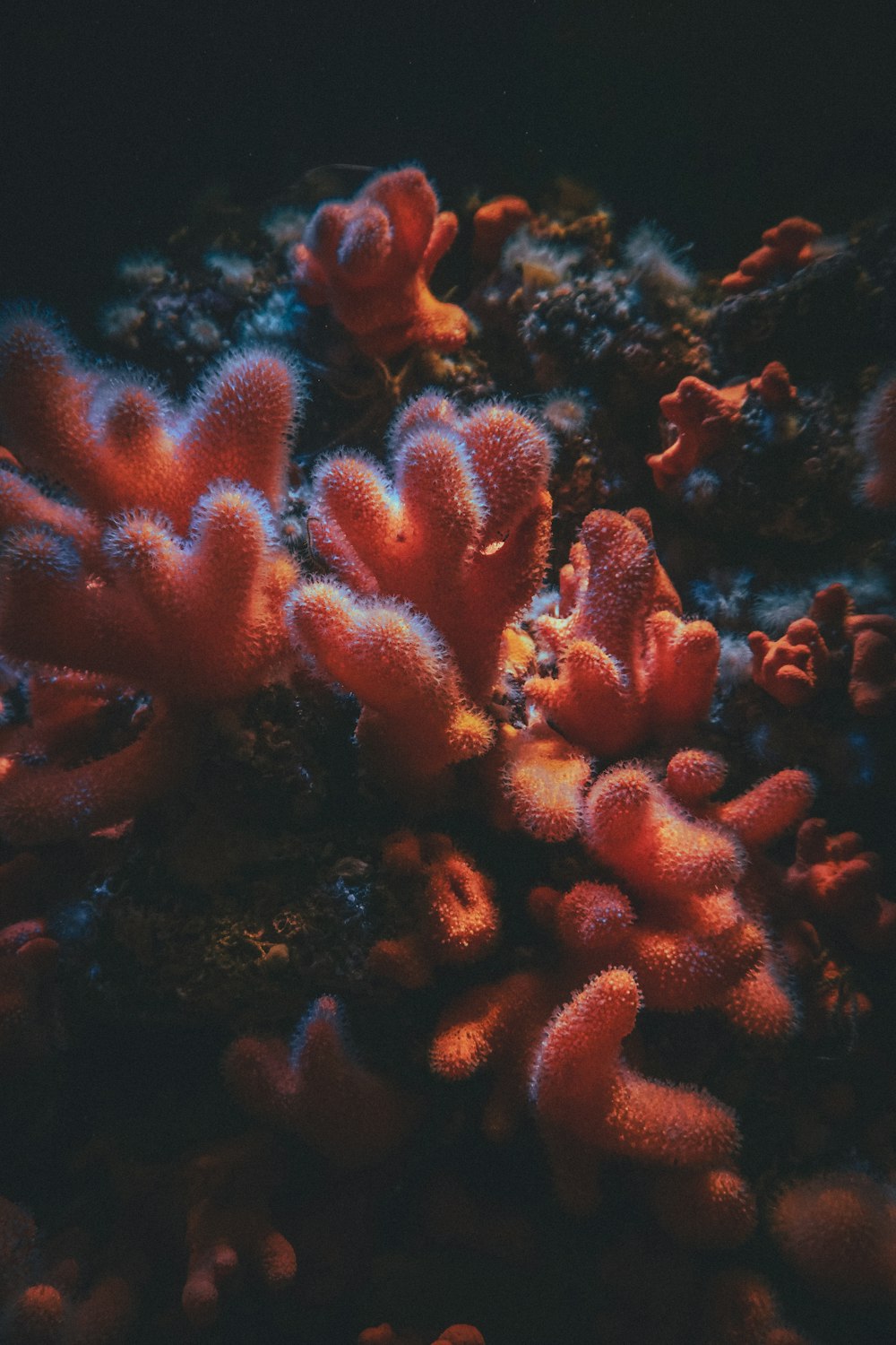 a close up of some corals on a reef