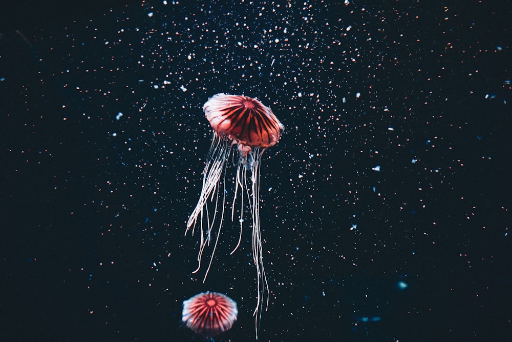 a couple of jelly fish floating in the air