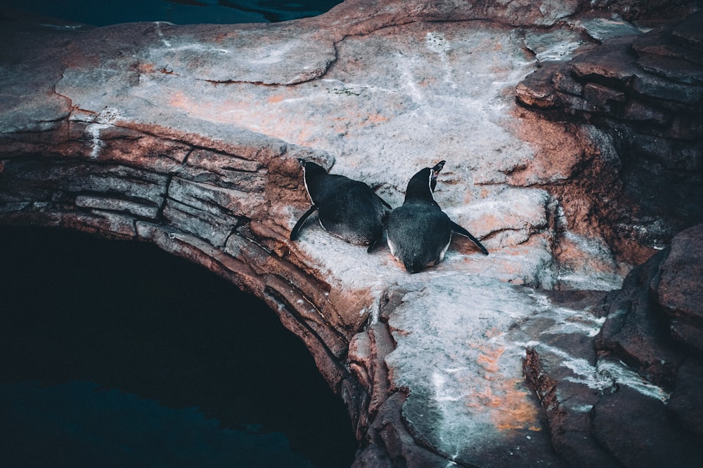 a couple of penguins that are laying on some rocks