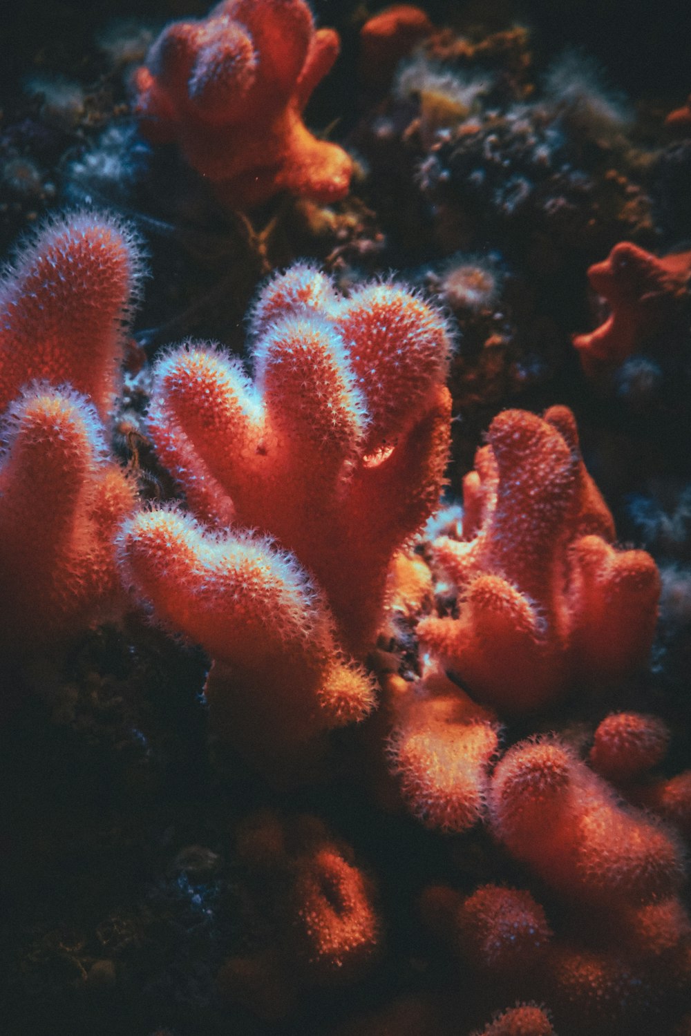a close up of some corals on a reef
