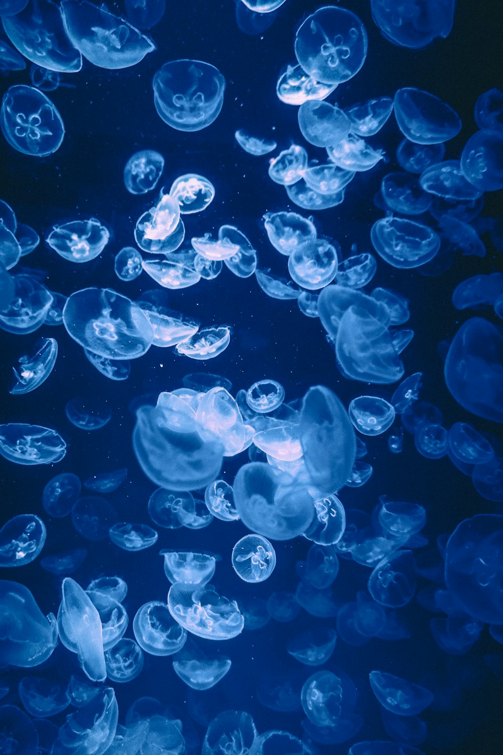 a bunch of jellyfish floating in the water