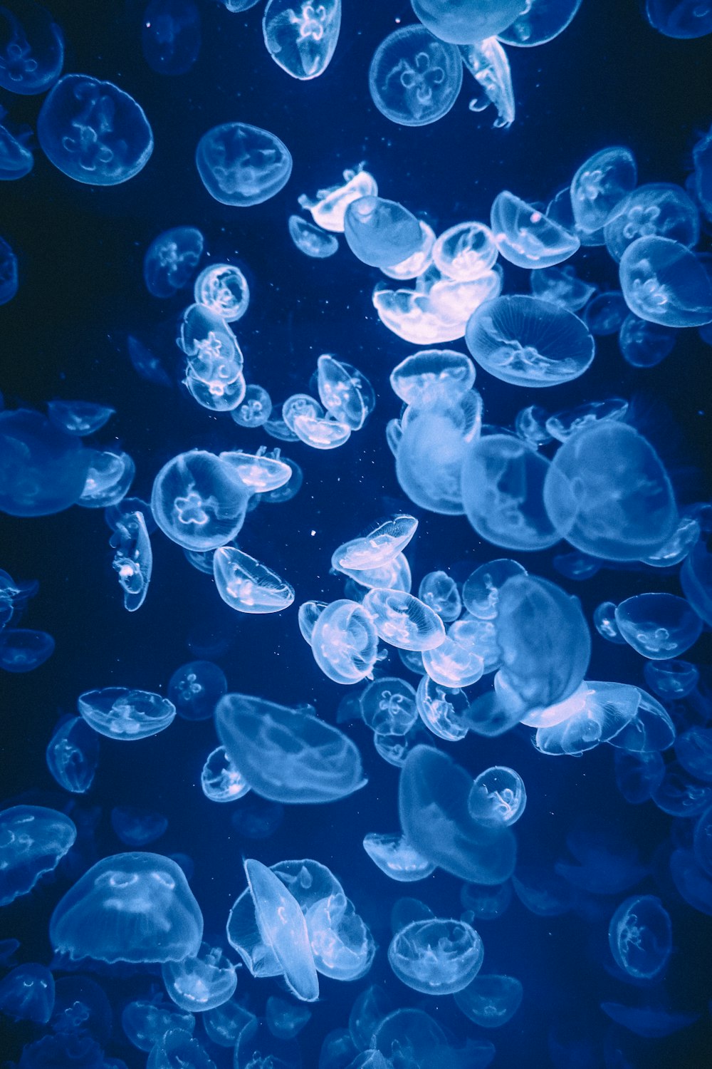a bunch of jellyfish floating in the water