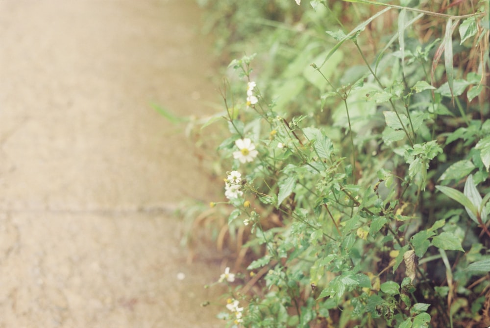 a close up of a flower growing on the side of a road