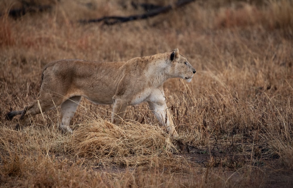 a lion walking through a dry grass field