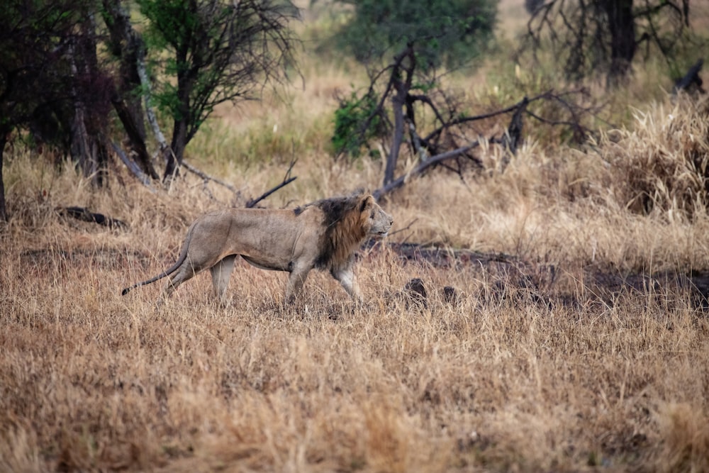 a lion walking through a dry grass field