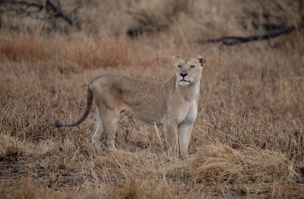 a lion standing in a dry grass field