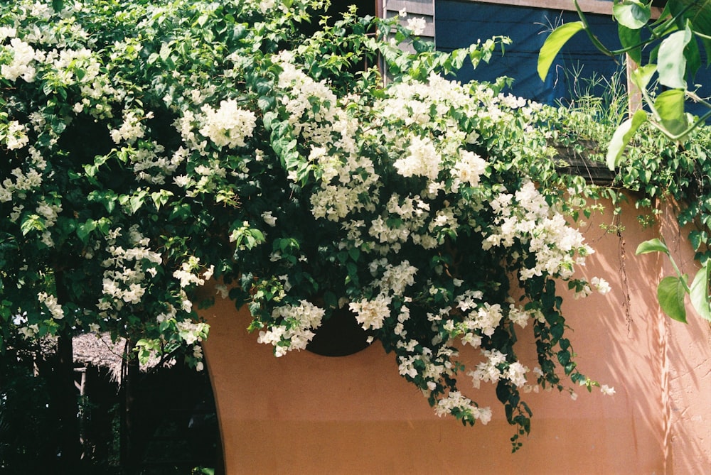 white flowers are growing on the side of a building
