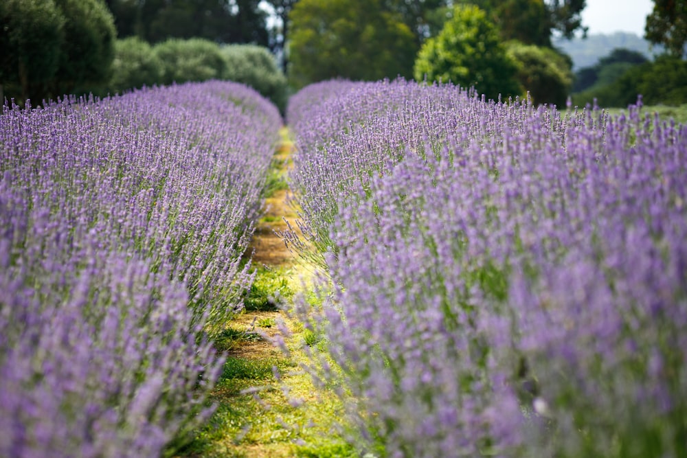 a field of lavender flowers with trees in the background