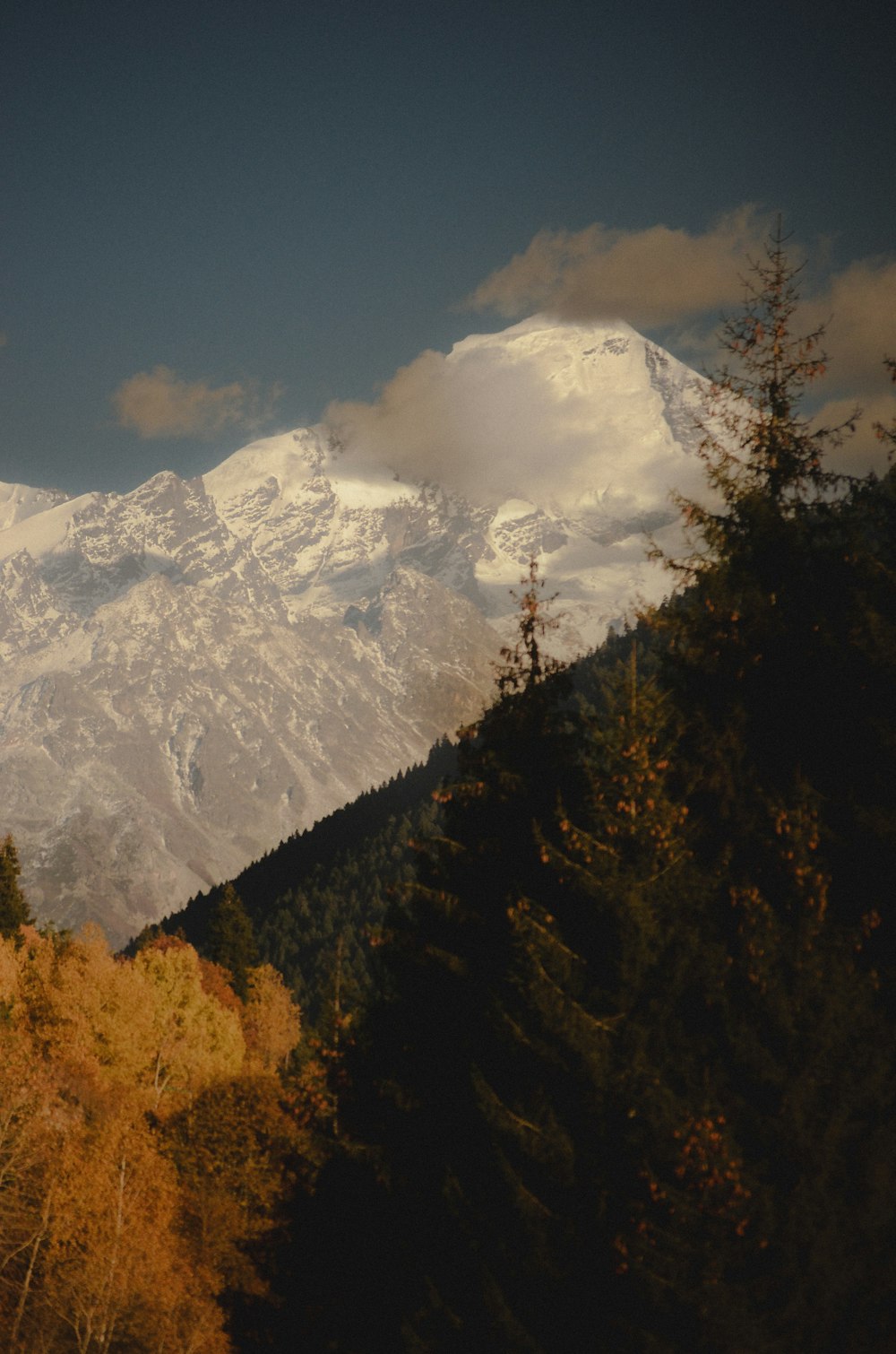 ein schneebedeckter Berg mit Bäumen im Vordergrund