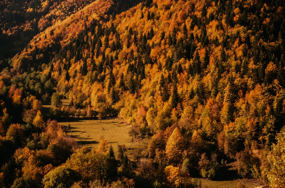 a view of a forest with lots of trees