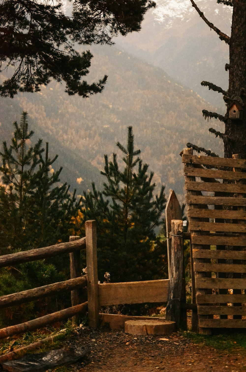 una staccionata di legno seduta accanto a una foresta piena di alberi