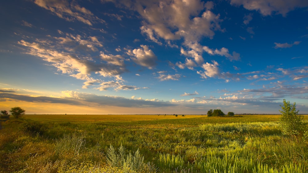 a grassy field with trees and clouds in the sky