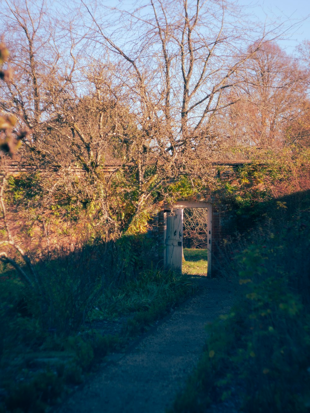 a path leading to a gate in a wooded area