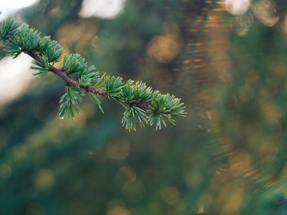 a close up of a branch of a pine tree