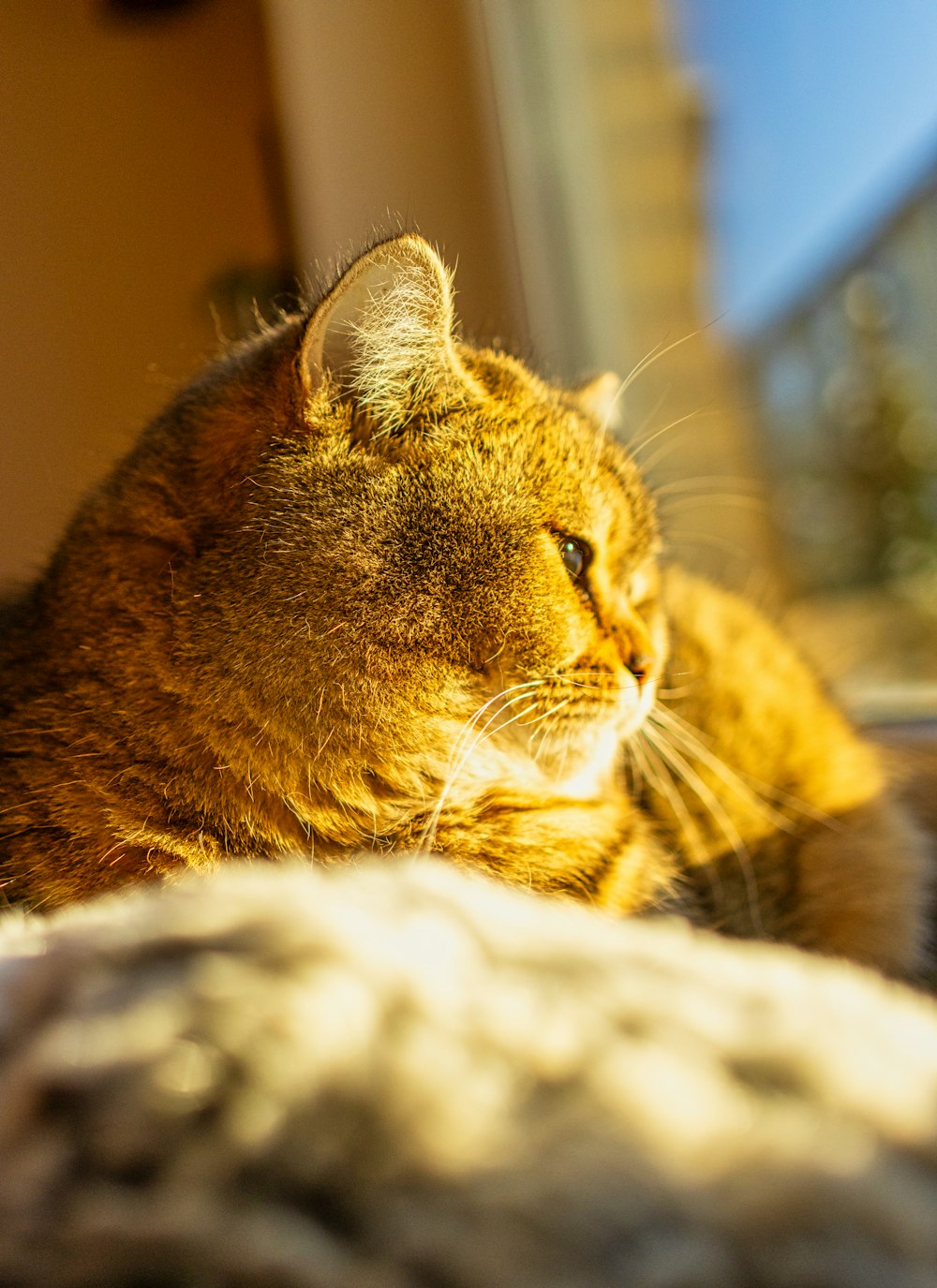 a cat sitting on a bed looking out a window