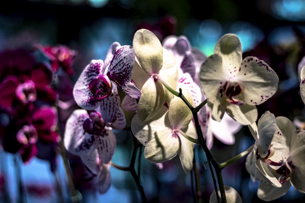 a bunch of purple and white flowers in a vase