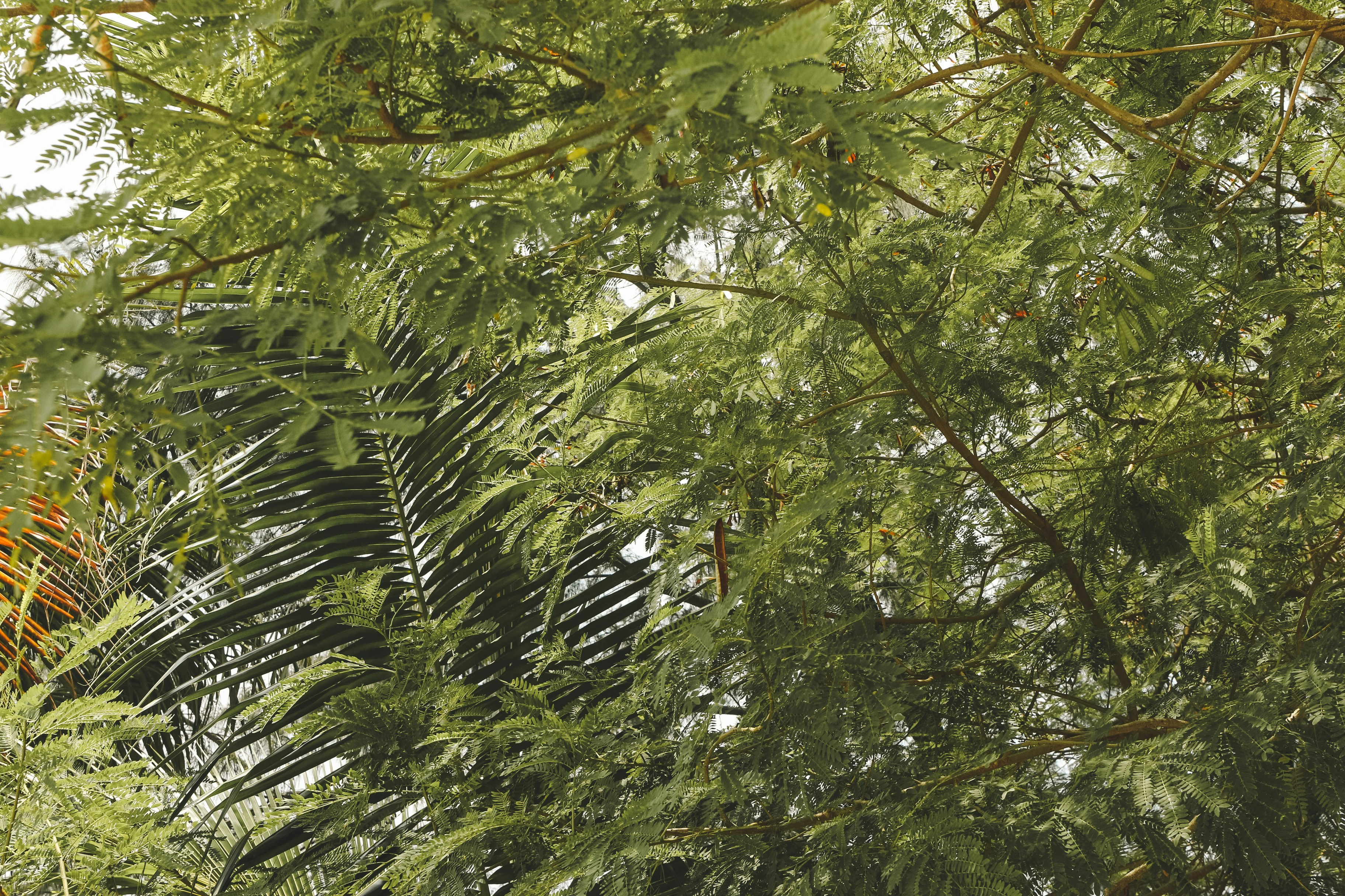 a bird is perched on a branch of a tree