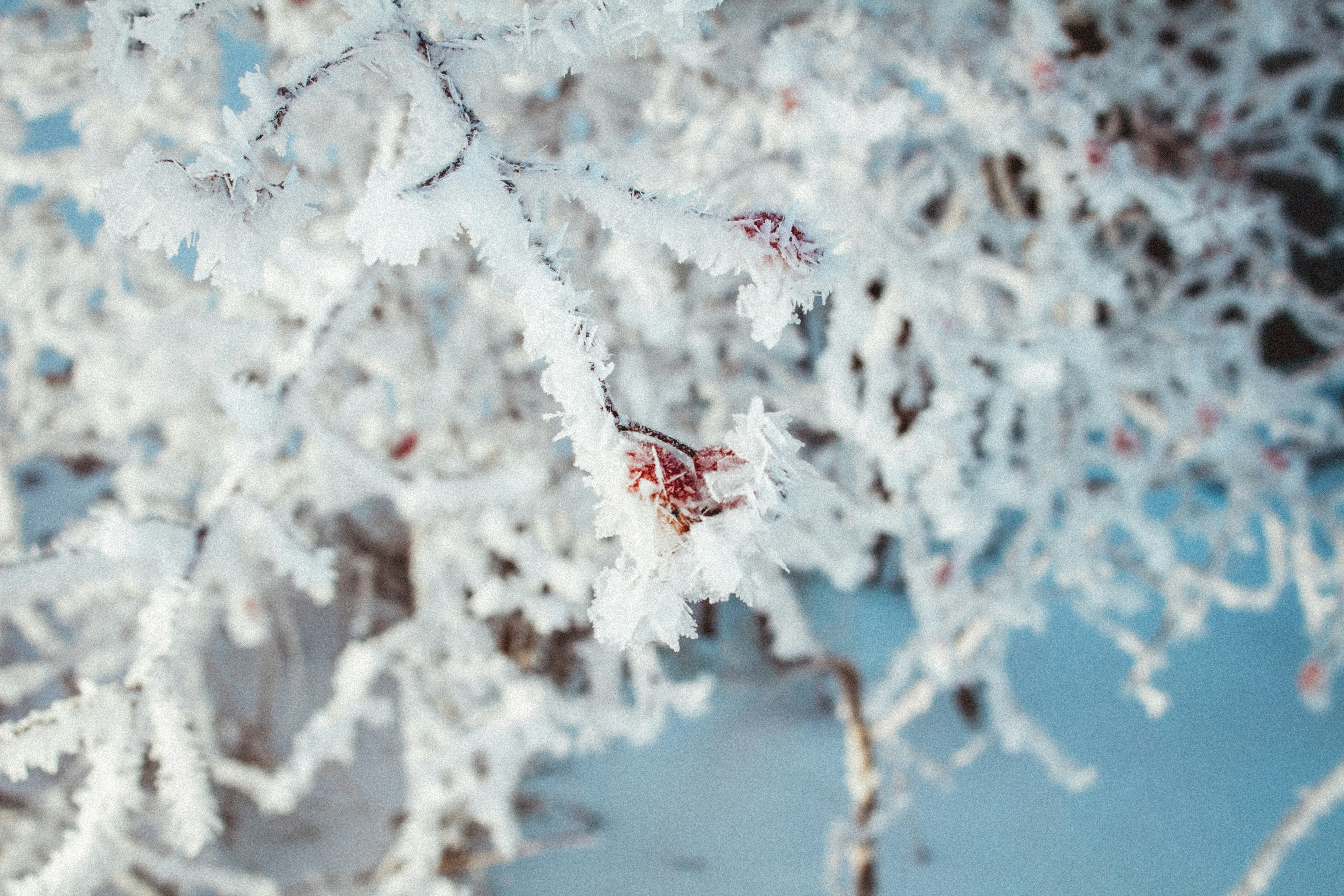 Photo by maximyuryshev