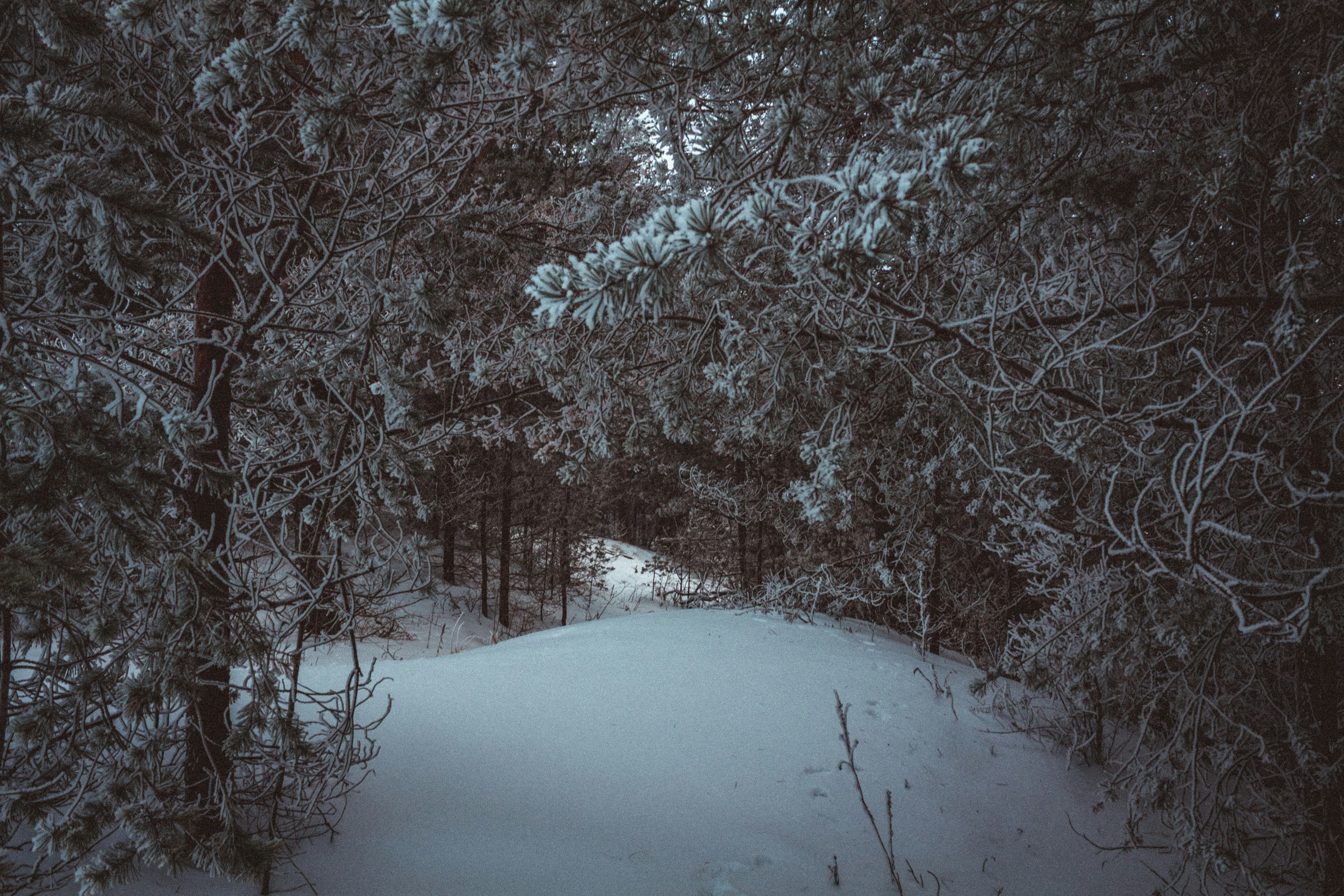 Photo by maximyuryshev