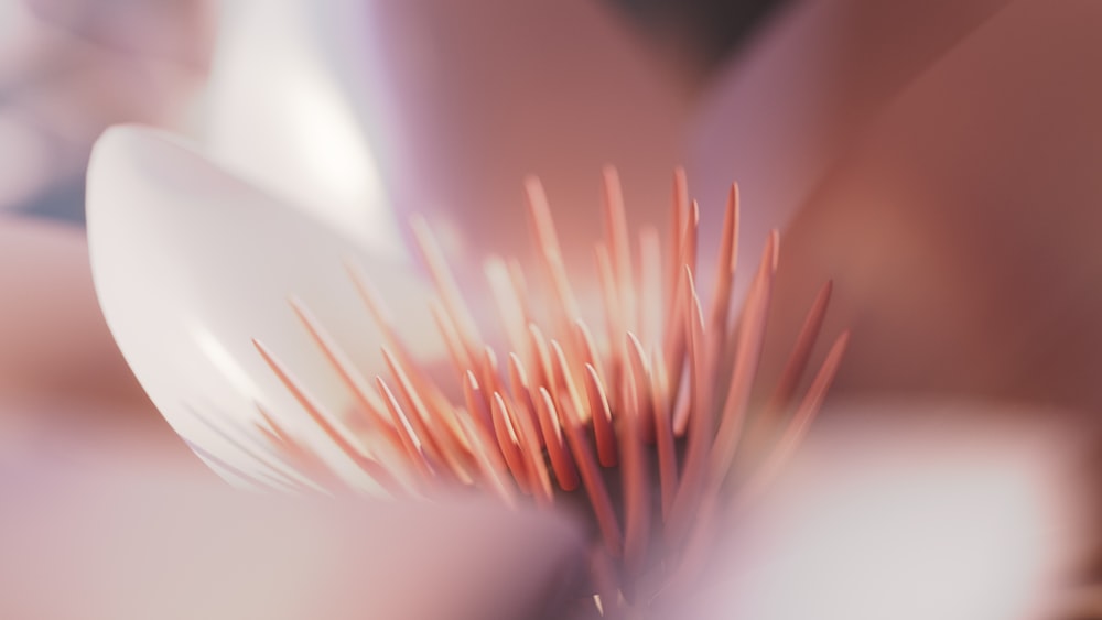 a close up of a flower with a blurry background