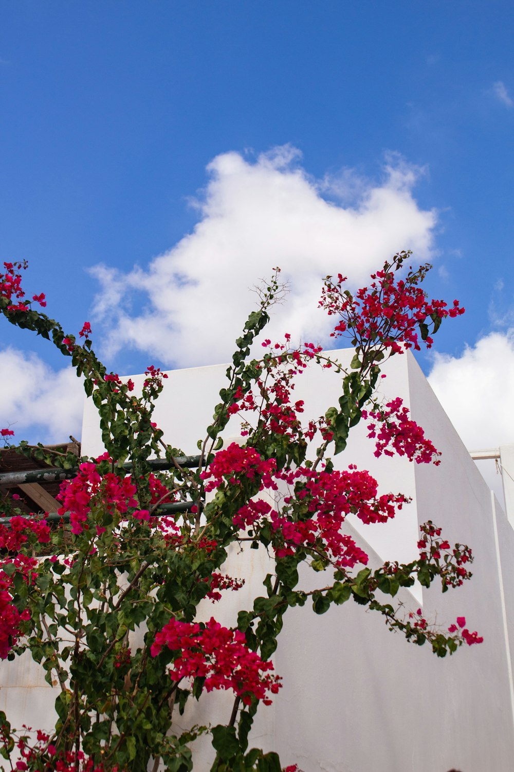 a tree with red flowers in front of a white building