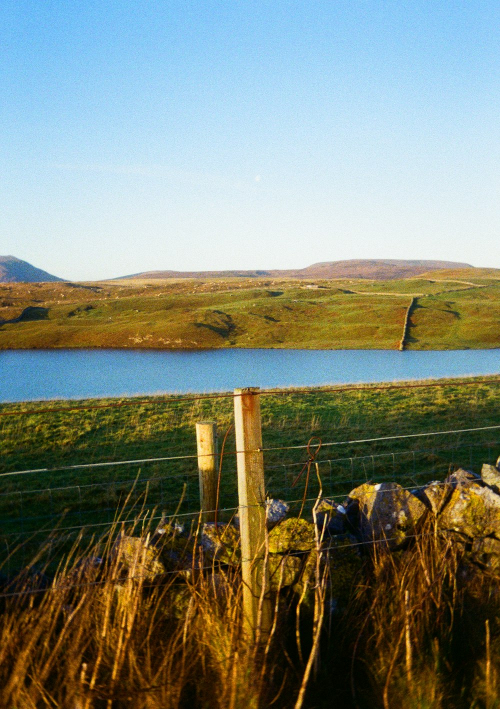 a sheep standing on top of a lush green field