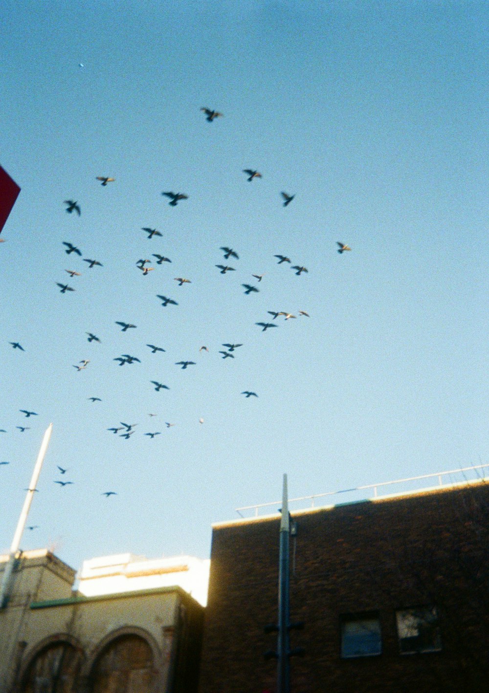 a flock of birds flying over a building