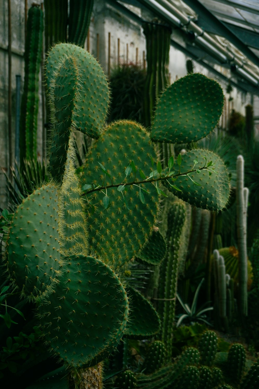 a cactus in a greenhouse with lots of green plants