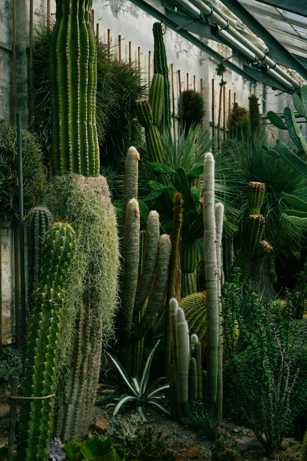 Eine Gruppe von Kakteenpflanzen in einem Gewächshaus