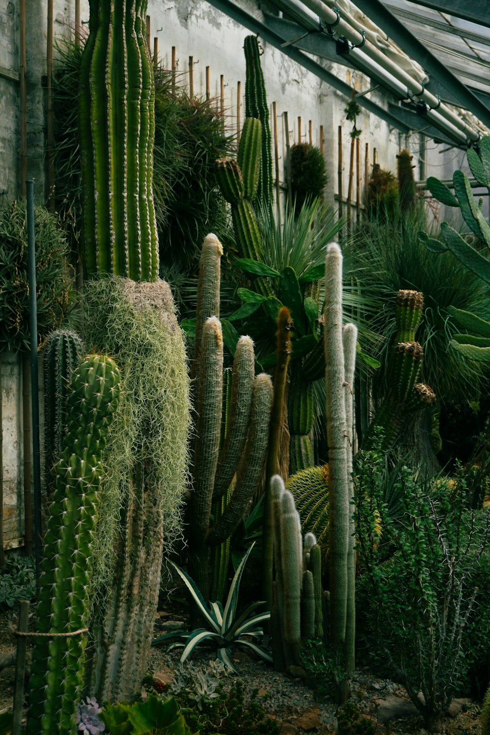 a group of cactus plants in a greenhouse