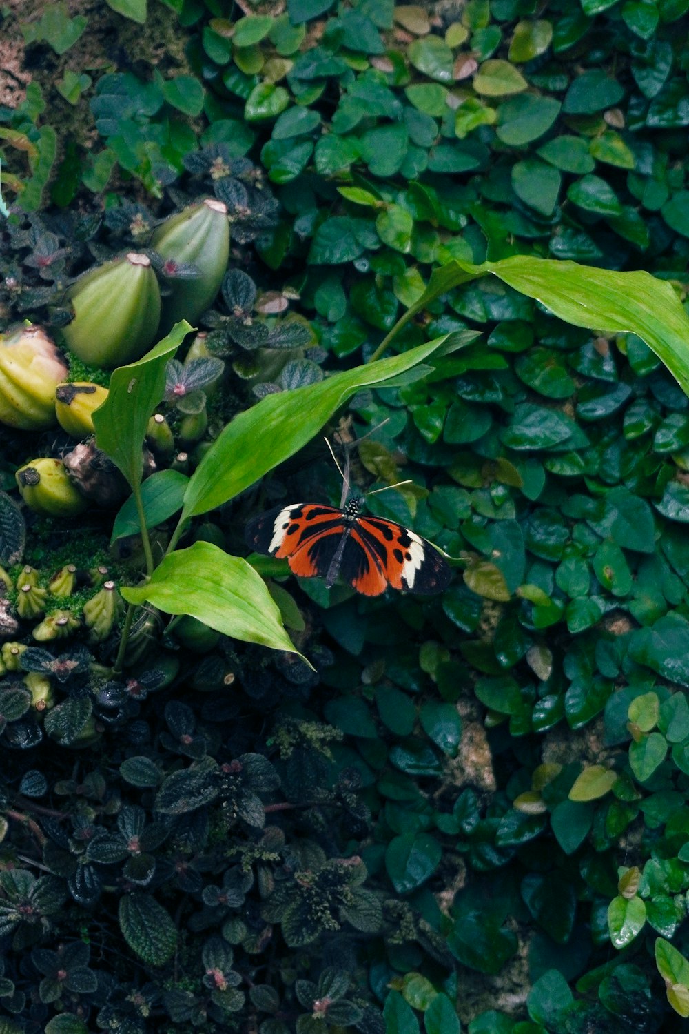 an orange and white butterfly sitting on top of a green plant