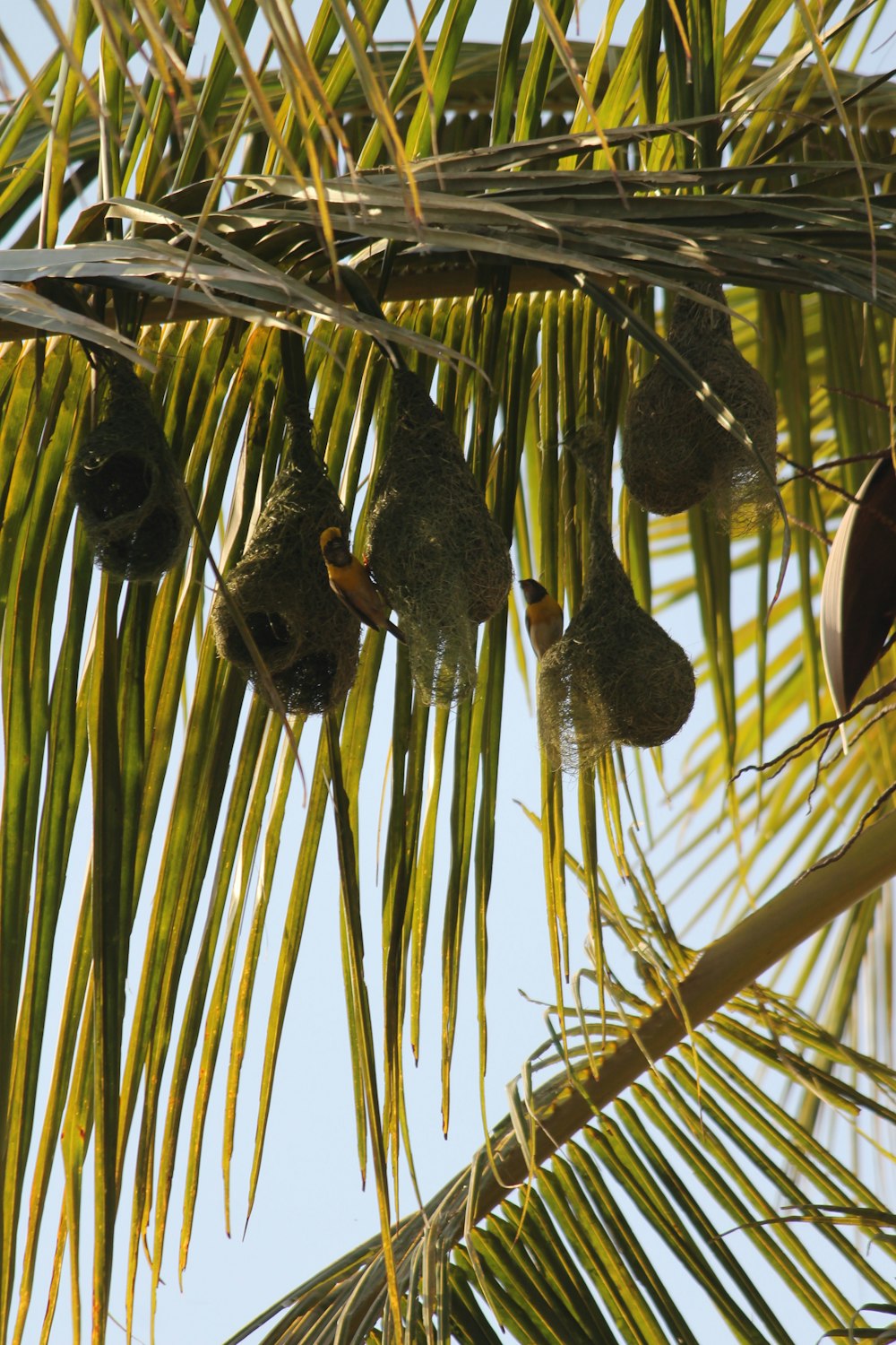 a bunch of birds hanging from a palm tree