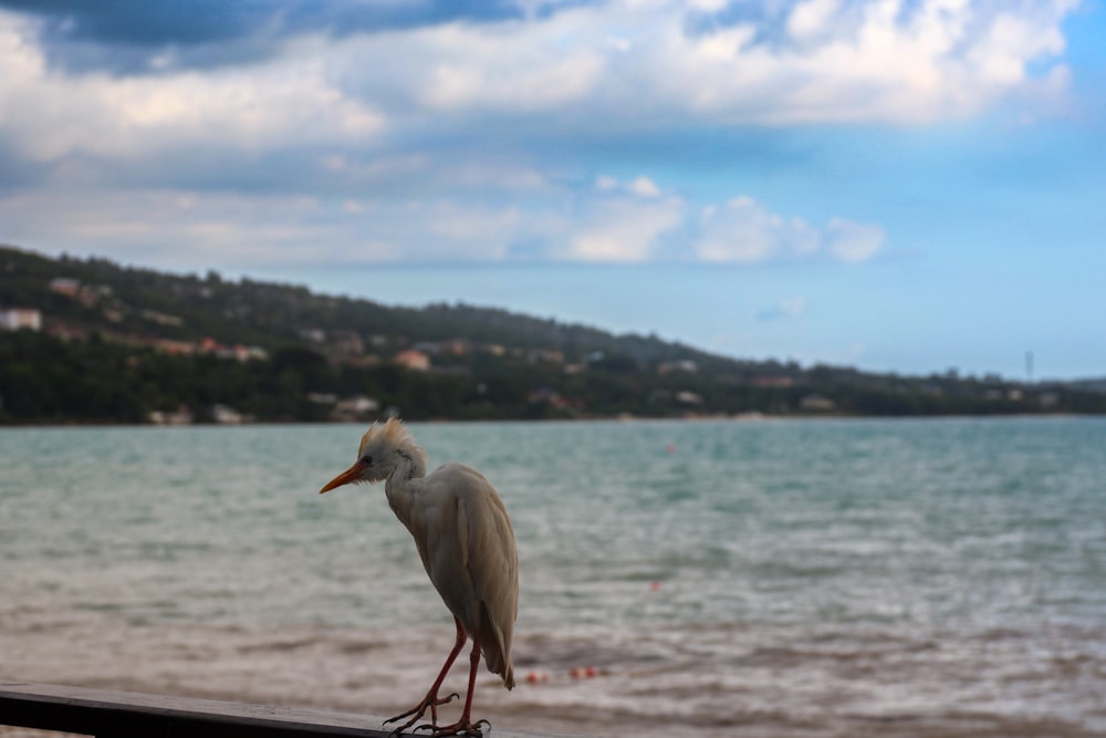a bird is standing on a rail near the water